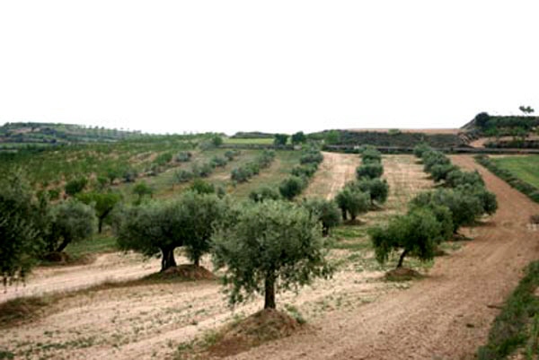 plot in Lleida